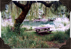 Picnic under the willow tree